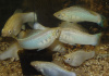 Моллинезия снежинка парусная (Poecilia velifera Silver lyretail Molly)