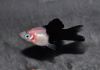 Пецилия панда (Xiphophorus maculatus panda Platy)