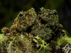 Телодерма лишаистая (Theloderma corticale) лягушка 