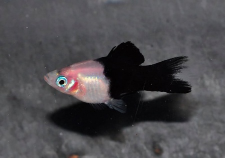 Пецилия панда (Xiphophorus maculatus panda Platy)