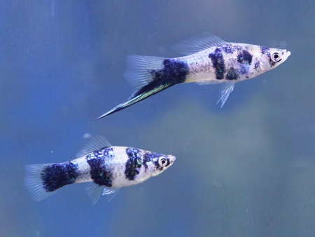 Меченосец Геллера тигровый (Xiphophorus helleri Tiger)