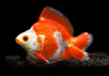 Риукин красно-белый короткохвостый (Goldfish Ryukin white & Red short tail)