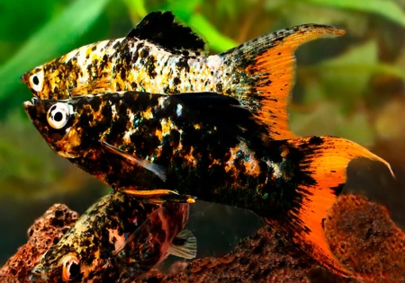 Моллинезия мраморная оранжевохвостая лирохвостая (Poecilia latipinna Marble Orange Tail Lyre Molly)