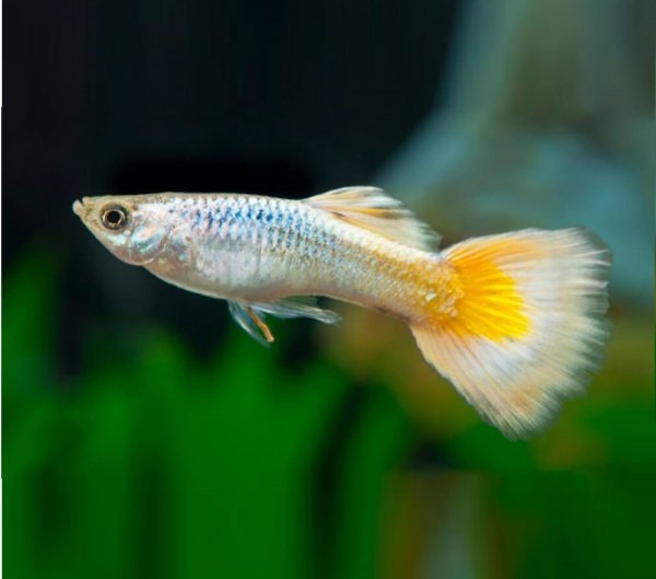 Гуппи берлинский желтохвостый (Guppy German Yellow Tail)