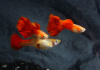 Гуппи красный блондин (Guppy Blond red)