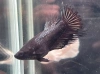 Петушок самка (курочка) Коронохвостая Черная (Betta fish female ) 3-3,5 см