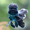Оранда голубая (Goldfish Oranda blue)