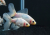Золотая рыбка Шубункин бристольский белый (Goldfish Bristol Shubunkin white)