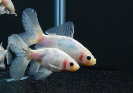 Золотая рыбка Шубункин бристольский белый (Goldfish Bristol Shubunkin white)