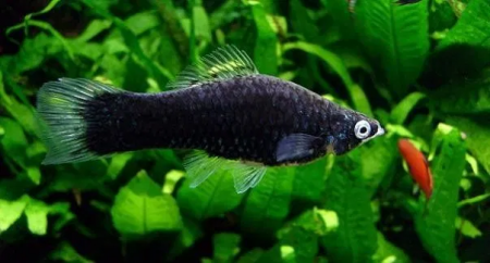 Меченосец Геллера черный (Xiphophorus helleri Black)