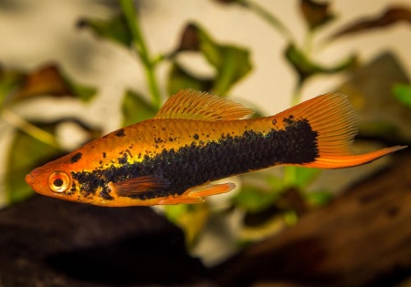 Меченосец Кубинский (Xiphophorus helleri Red Black Tuxedo)