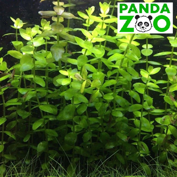 Bacopa caroliniana- Бакопа каролиниана L022
