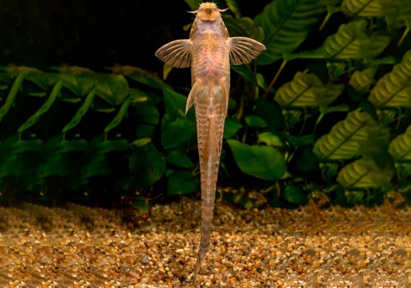 Досилорикария филаментоза (Dasyloricaria filamentosa) сом