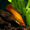 Меченосец Золотая комета (Xiphophorus helleri Golden)