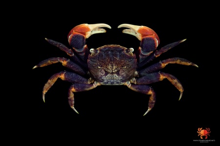 Краб Красный Паук (Neosarmatium smithi Red Spider Crab)