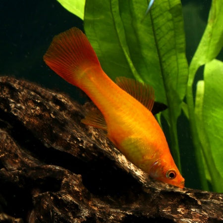Меченосец Золотая комета (Xiphophorus helleri Golden)
