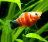 Пецилия красное сердце (Xiphophorus maculatus Bleeding Heart Platy)
