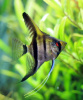 Скалярия зебра классическая (Pterophyllum Zebra)