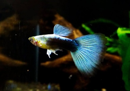 Гуппи синий Туркис (Guppy blue turquoise)