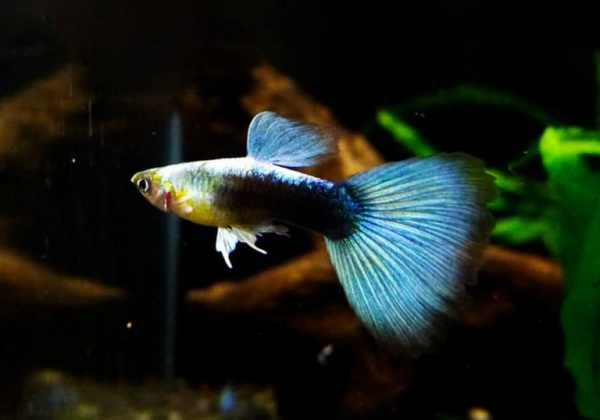Гуппи синий Туркис (Guppy blue turquoise)