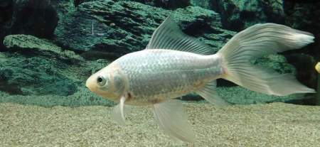 Золотая рыбка Комета белая (Goldfish comet white)