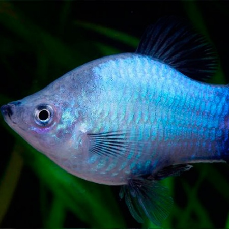 Пецилия голубая чернохвостая (Xiphophorus maculatus blue blacktail)
