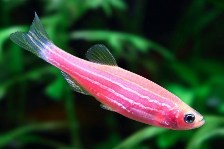 Данио рерио Глофиш розовый (Danio rerio glofish)