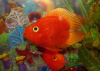 Цихлида Попугай Красный сердцевидный (Yellow Parrot Cichlid)