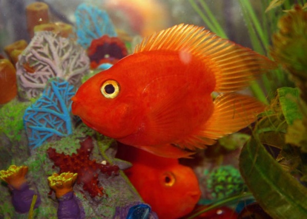 Цихлида Попугай Красный сердцевидный (Yellow Parrot Cichlid)