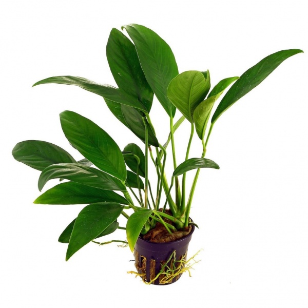 Анубиас Бартера (Anubias barteri) узколистный