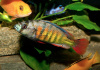 Цихлида Хаплохромис Брауна (Haplochromis brownae) 4-5см