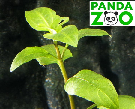Акмелла ползучая  (Acmella repens ) L189