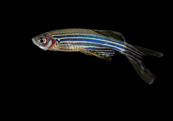 Данио рерио вуалевый (Danio rerio)
