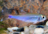 Боелка фредкоха или тетра голубая (Boehlkea fredcochui. Blue Tetra)