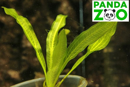 Echinodorus uruguayensis (horemanii) from Itacurubi E342