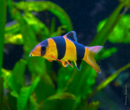 Боция-клоун (Botia macracanthus) 5 см