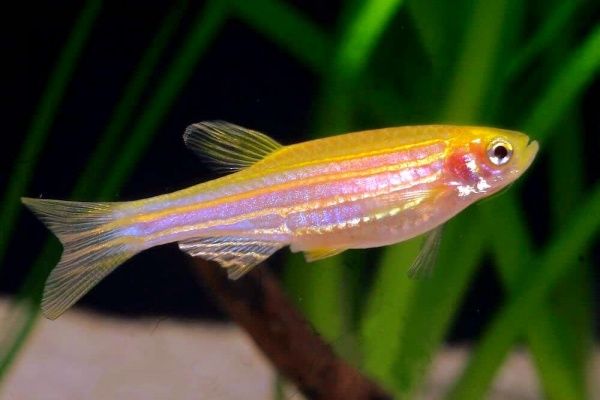 Данио рерио золотой (Danio rerio gold)
