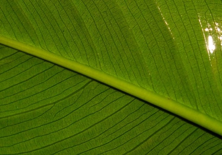 Анубиас Хастифолия (Anubias hastifolia)