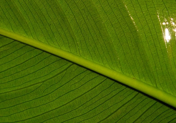 Анубиас Хастифолия (Anubias hastifolia)