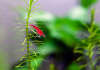 Креветка Красный огонь (Neocaridina heteropoda Fire Red)  ЯРКИЕ