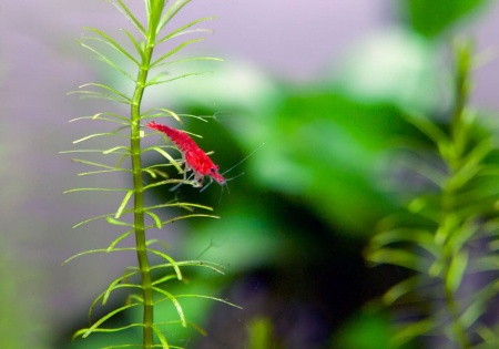Креветка Красный огонь (Neocaridina heteropoda Fire Red)  ЯРКИЕ
