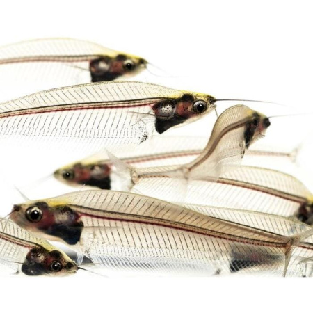  Стеклянный сом (Kryptopterus vitreolus)