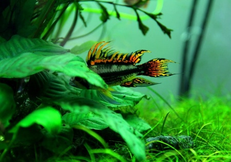 Цихлида Апистограмма Какаду (apistogramma-cacatuoides)