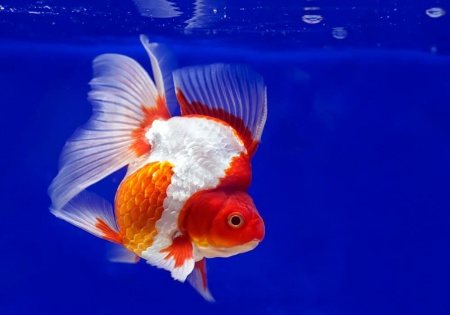 Риукин красно-белый короткохвостый (Goldfish Ryukin white & Red short tail)