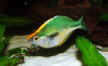Радужница Озерная Меланотения Бирюзовая (Melanotaenia lacustris)