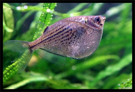 Серебряная клинобрюшка (Gasteropelecus levis)