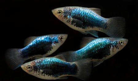 Пецилия голубая ситцевая (Xiphophorus maculatus Blue Calico Platy)