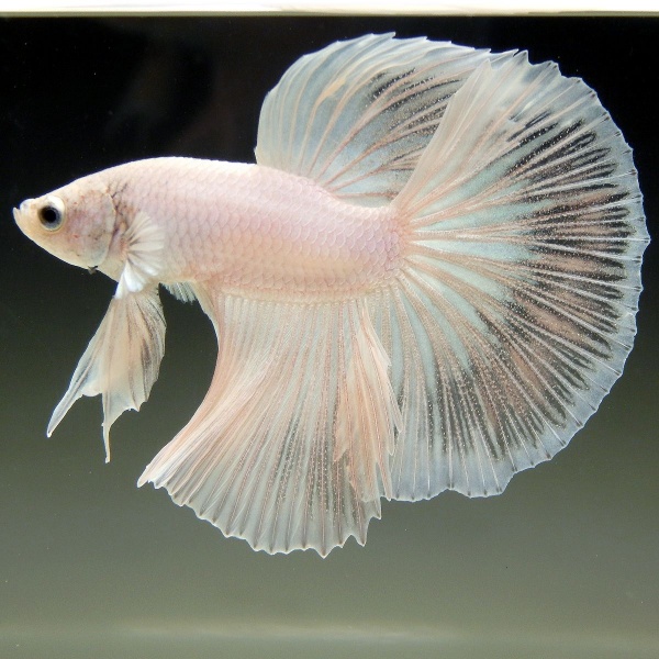 Петушок Супер Дельта белый самец (betta-MALE super-delta-white-)