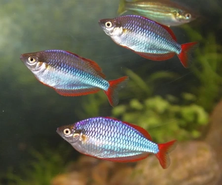 Радужница Неоновая (Melanotaenia Praecox)
