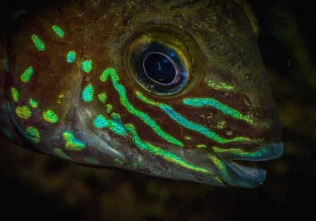 Акара бирюзовая (aequidens rivulatus)